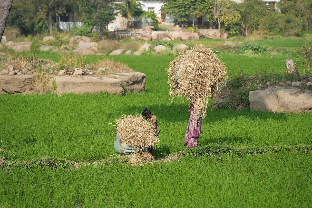 Rice farmers carrying hay in Anegundi, Karnataka, January 27, 2023. Context photograph; not identified as participants in the Google/Gates initiative.